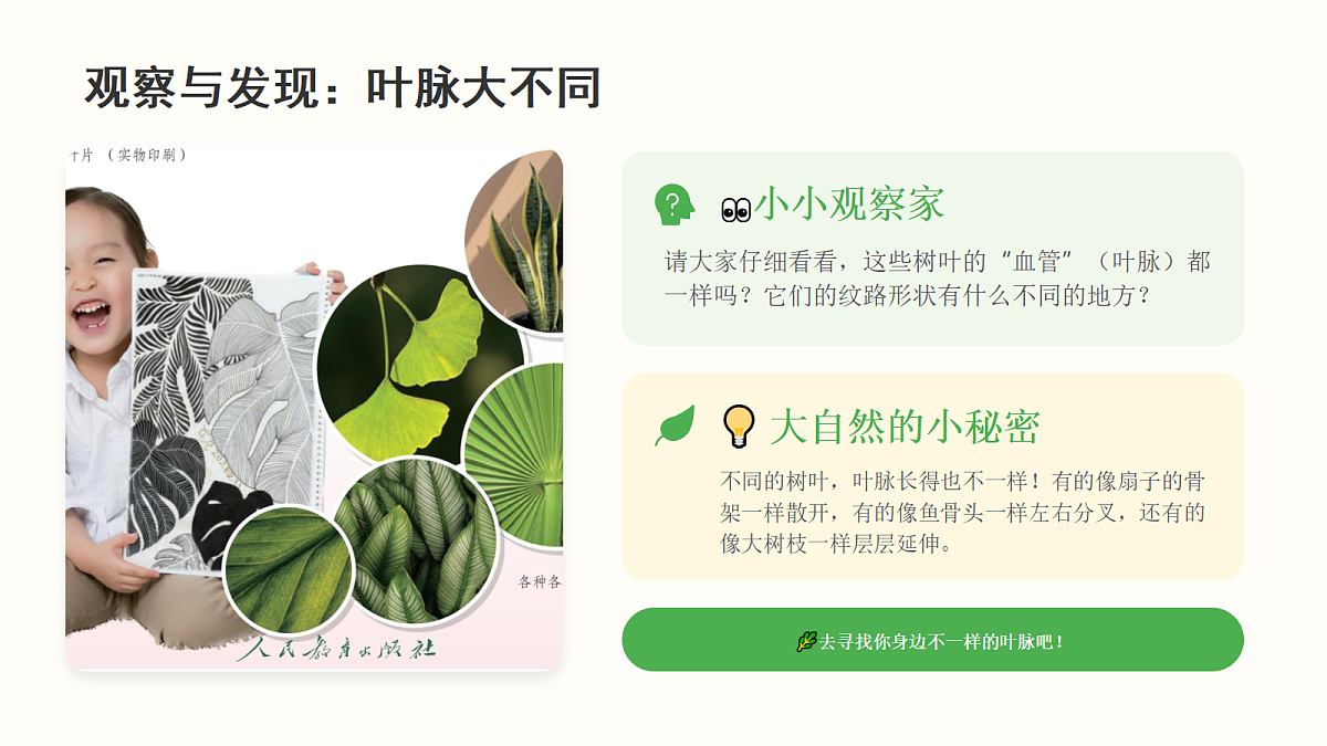 《树叶的“血管”》教学课件第6页