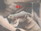 统编版小学语文一年级下册课件《阅读20 小壁虎借尾巴》