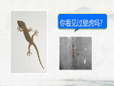 统编版小学语文一年级下册课件《阅读20 小壁虎借尾巴》