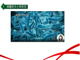 第一章第4节 微生物的结构与生殖（一）课件-2025--2026学年（浙教版）七年级 科学 下册