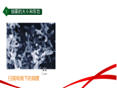 第一章第4节 微生物的结构与生殖（一）课件-2025--2026学年（浙教版）七年级 科学 下册