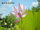 统编版（2024）二下语文第六单元阅读14古诗二首绝句课件