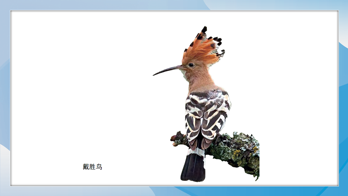 18243111第3页