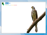 15《鹰击长空》（课件）2025-2026岭南美版（2024）美术七年级下册