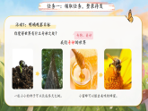 第七单元24.我们奇妙的世界 第1课时 课件 小学语文统编版新教材（2024）三年级下册课件