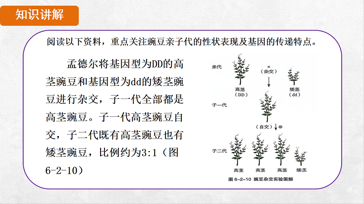 18264253第4页