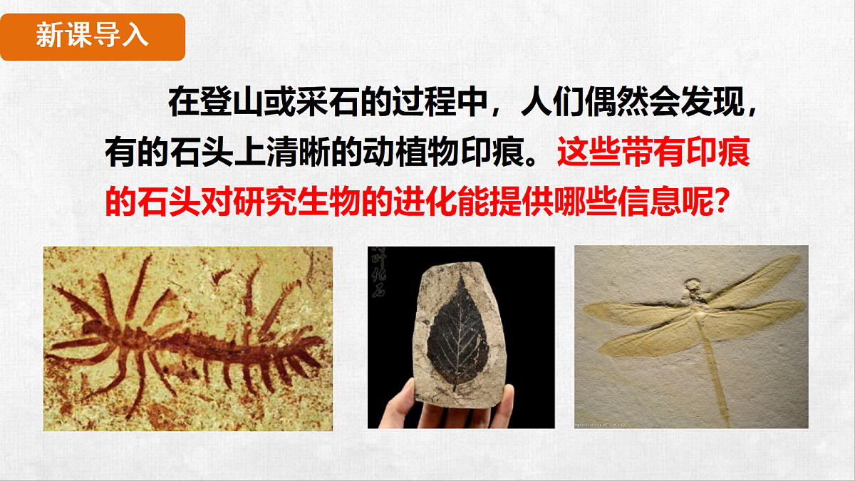 18264259第3页