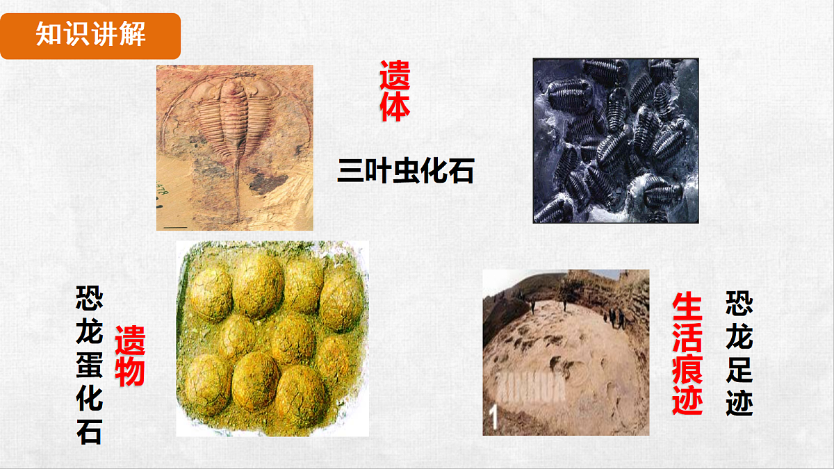 18264259第5页