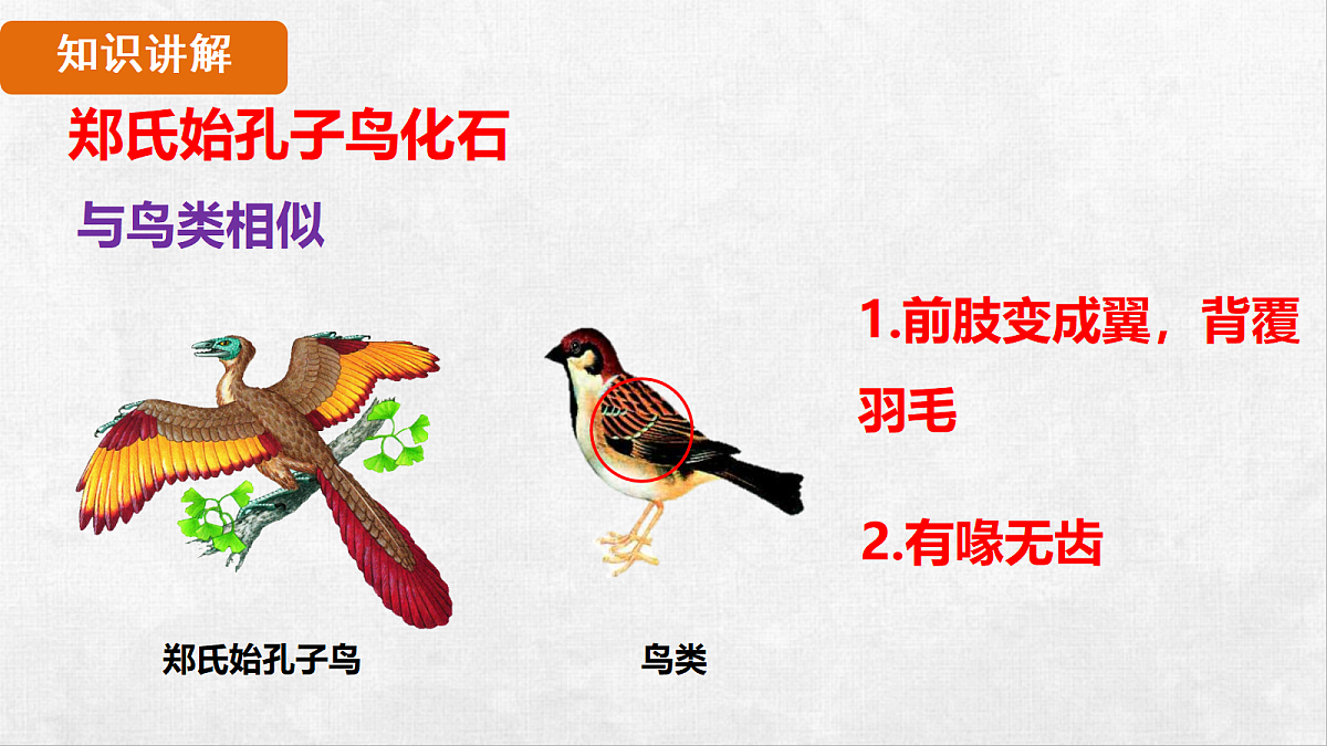 18264259第8页
