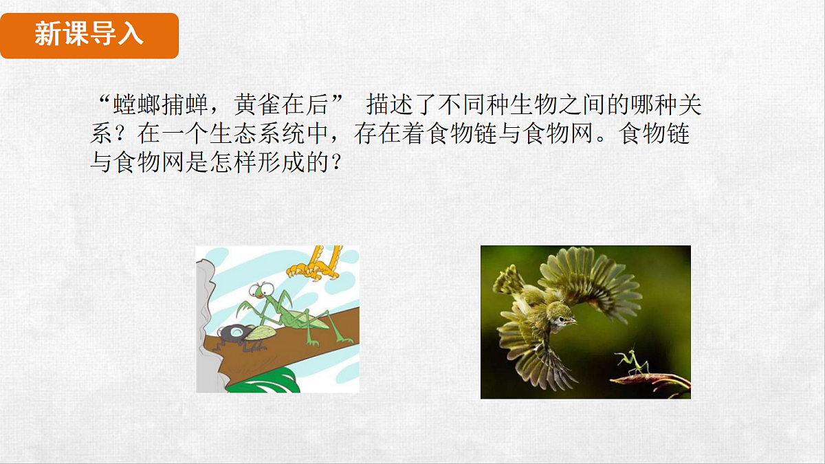 18264261第3页