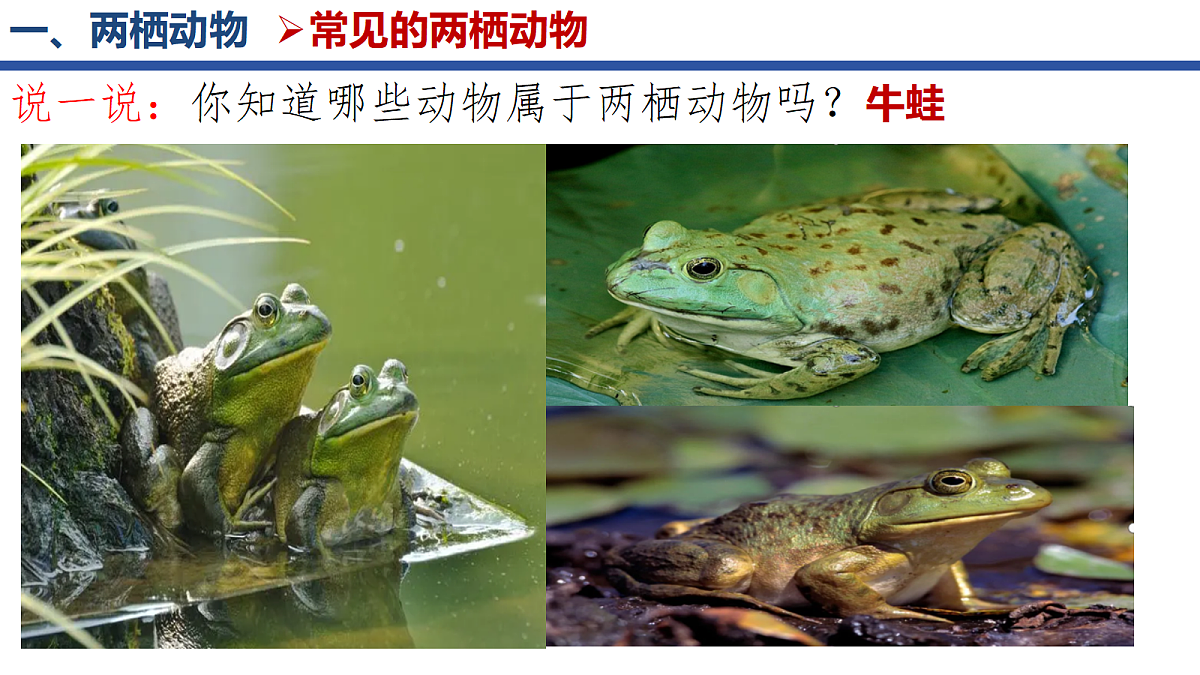 18268620第4页