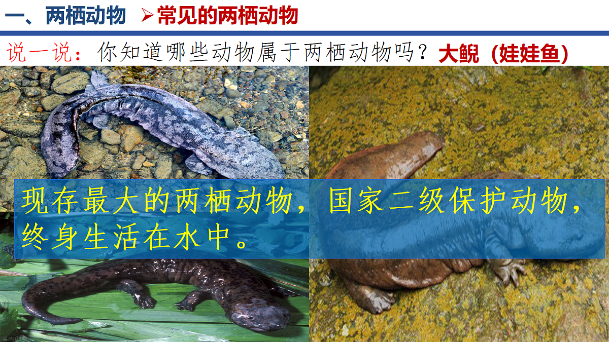 18268620第7页
