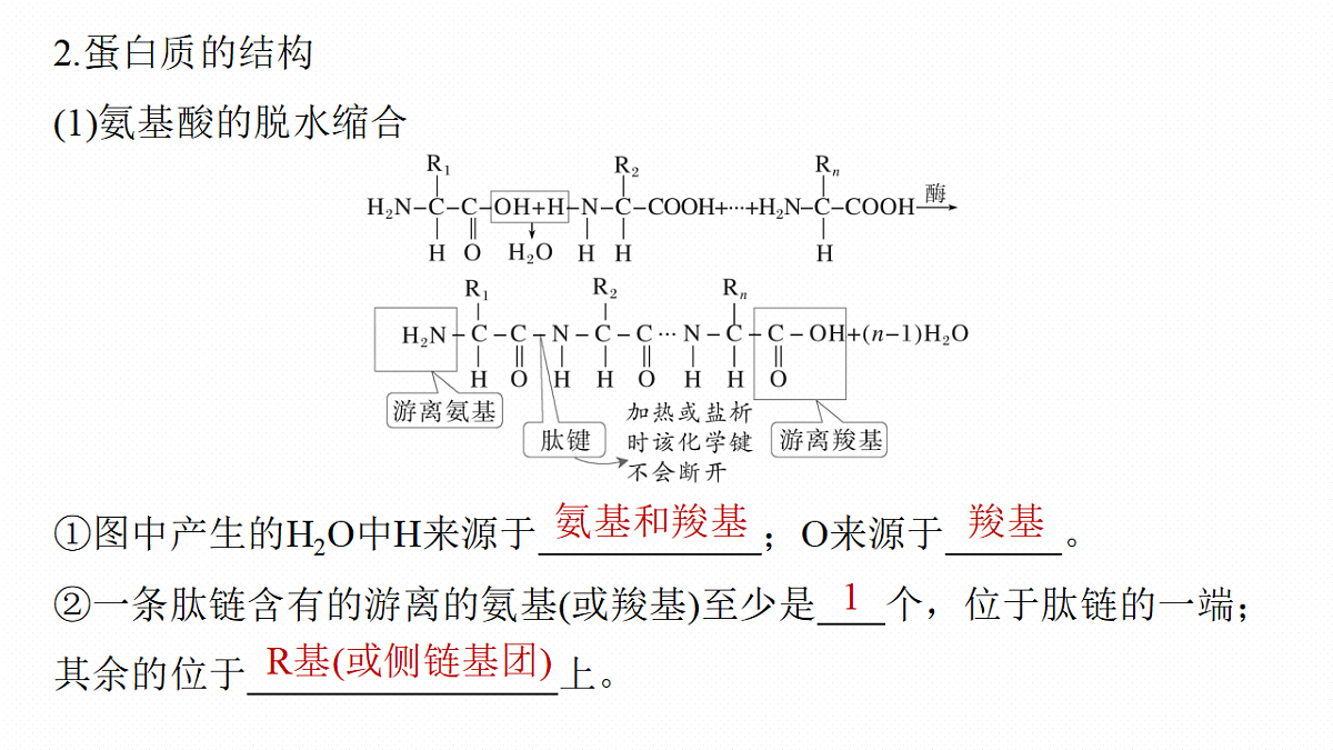 第一单元　第3课时　蛋白质和核酸第8页