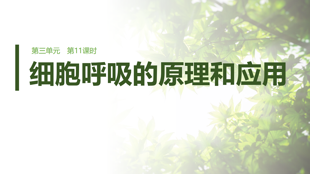 第三单元　第11课时　细胞呼吸的原理和应用第1页