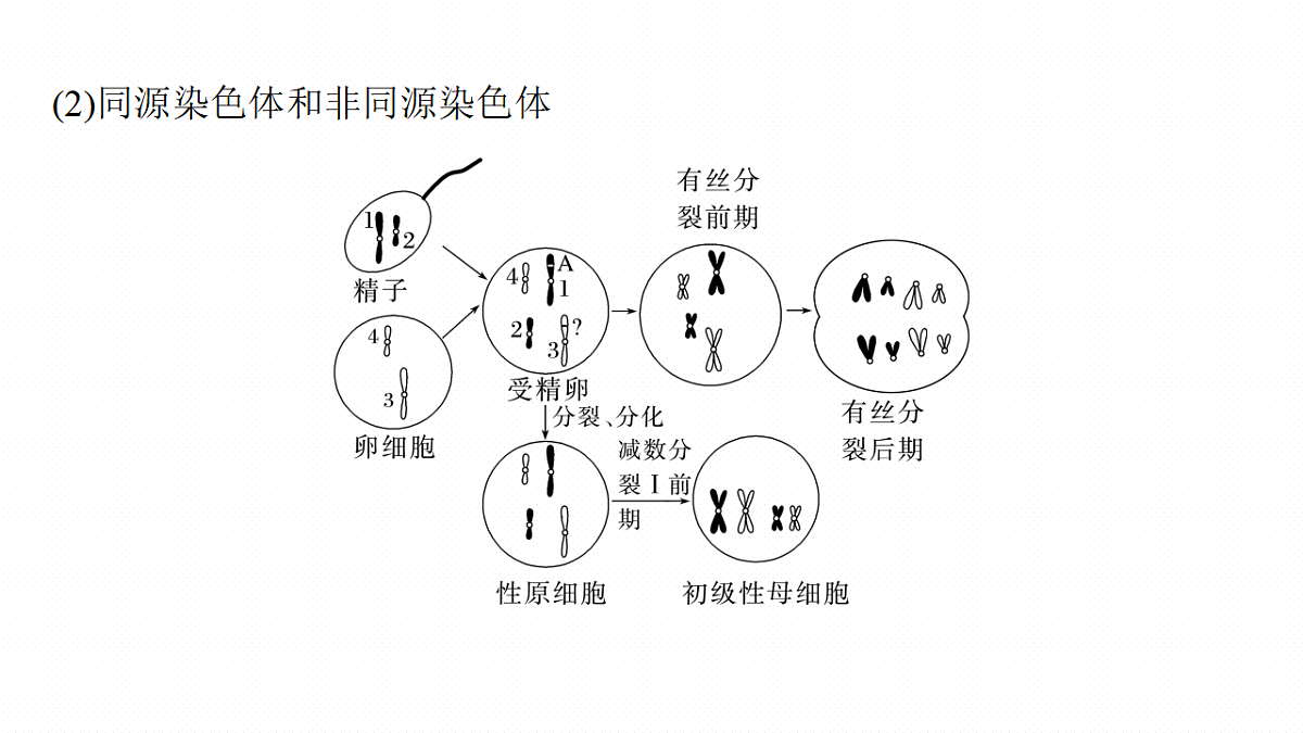 第四单元　第17课时　减数分裂和受精作用第7页