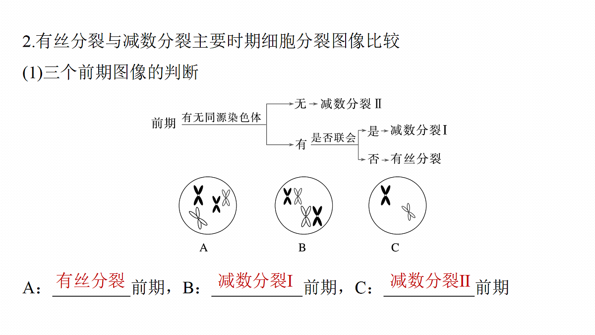第四单元　第18课时　减数分裂与有丝分裂的比较及观察蝗虫精母细胞减数分裂装片第8页