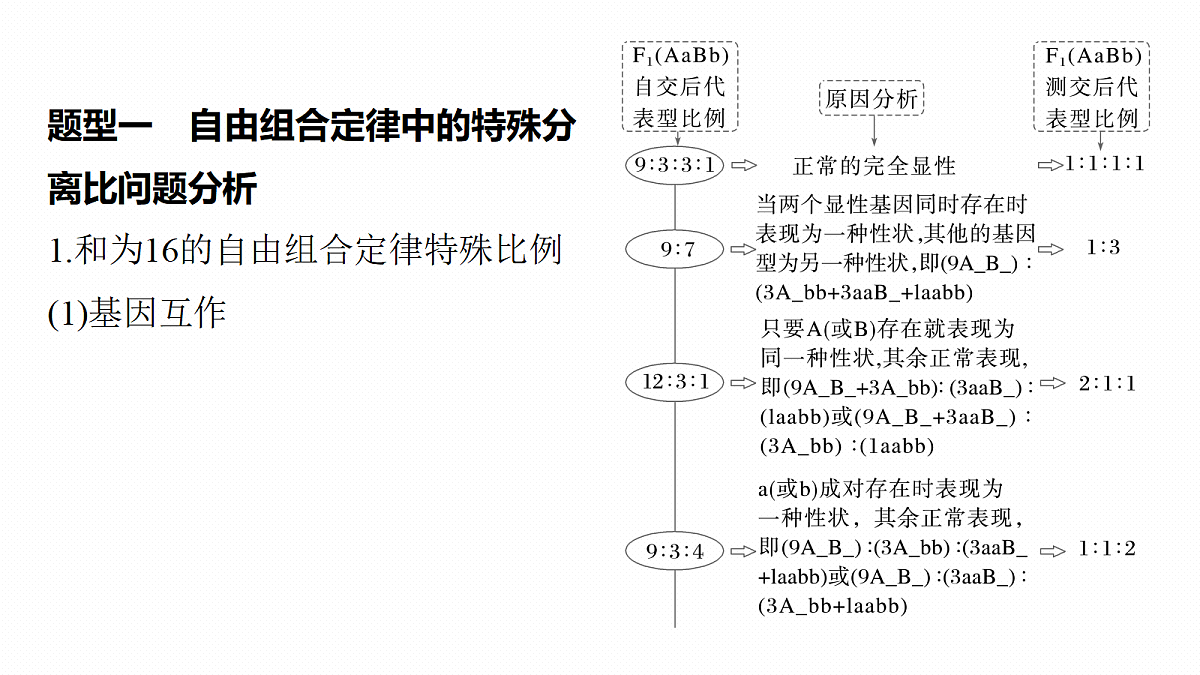 第五单元　专题突破6　两对等位基因的遗传特例分析第4页
