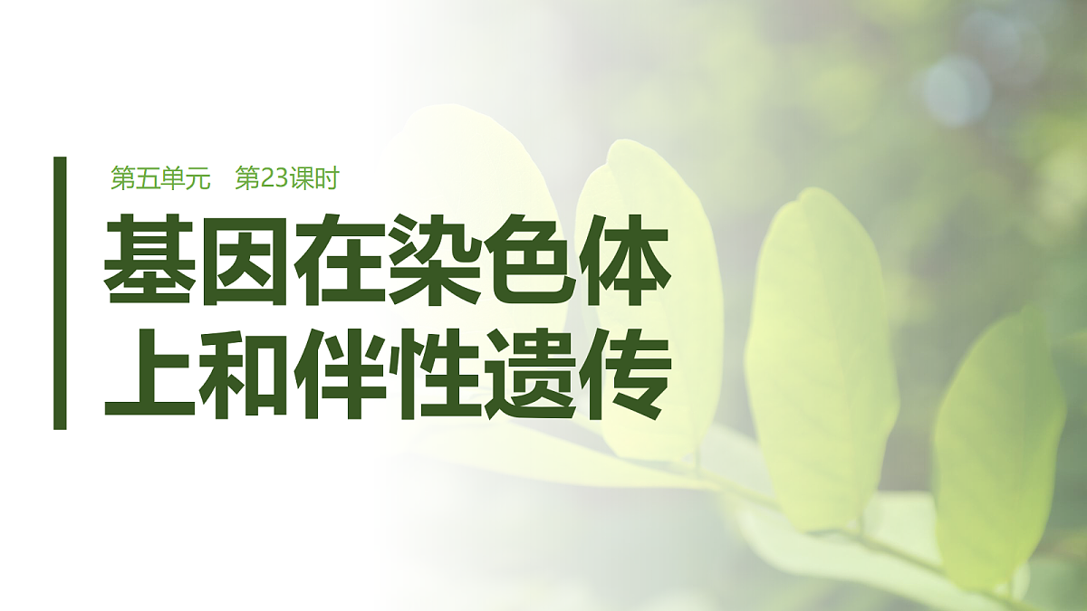第五单元　第23课时　基因在染色体上和伴性遗传第1页