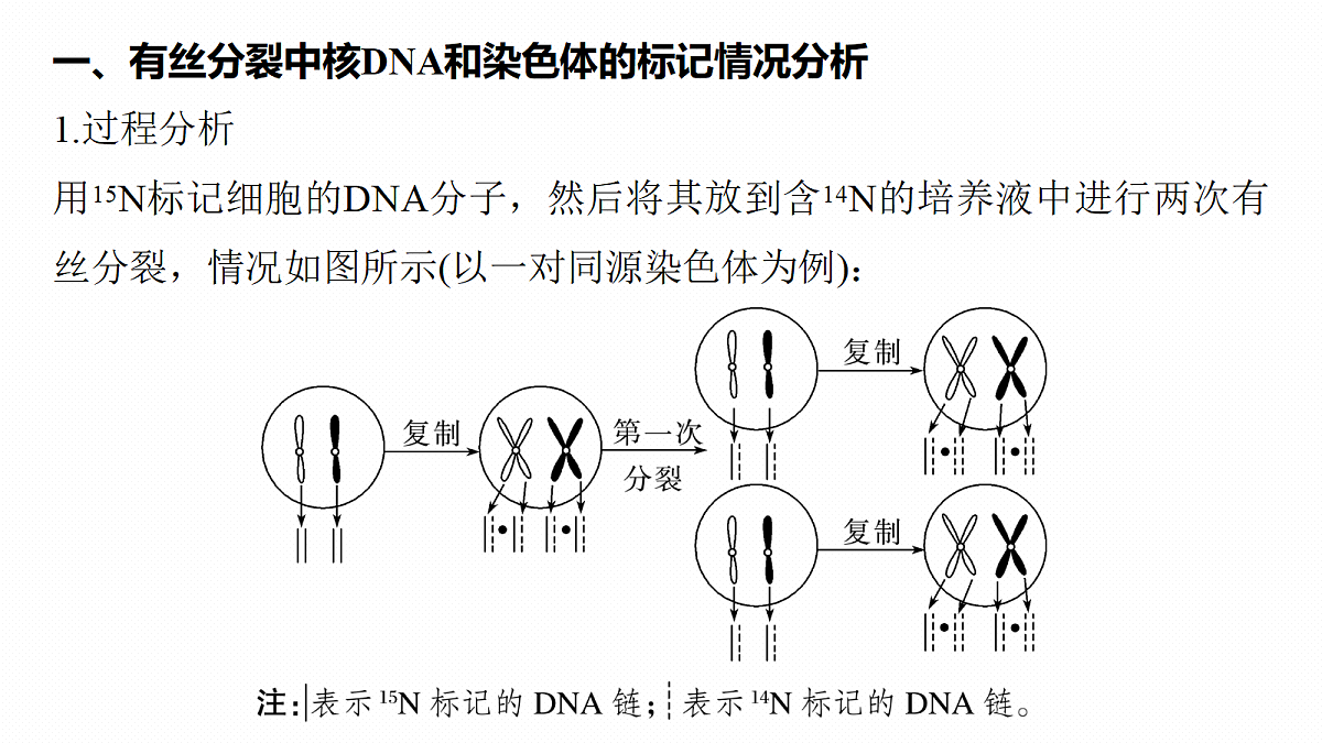 第六单元　专题突破8　DNA复制与细胞分裂中染色体的标记问题第2页
