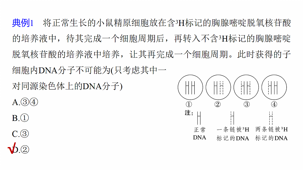 第六单元　专题突破8　DNA复制与细胞分裂中染色体的标记问题第4页