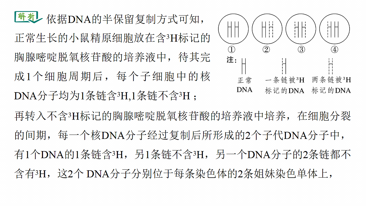第六单元　专题突破8　DNA复制与细胞分裂中染色体的标记问题第5页