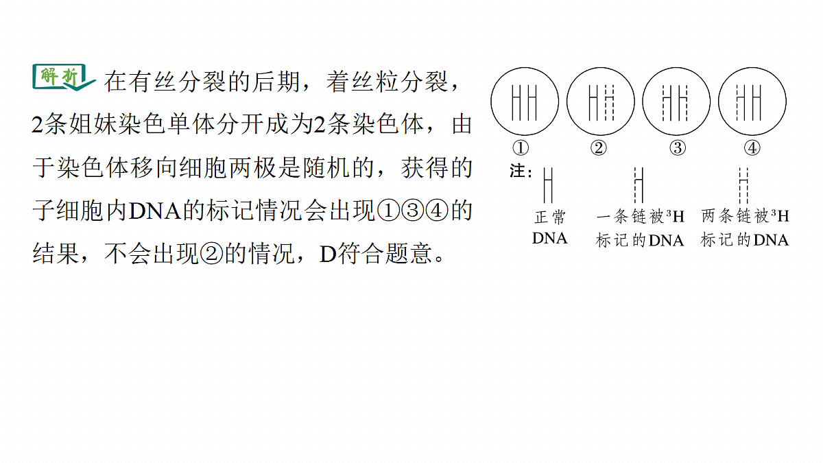第六单元　专题突破8　DNA复制与细胞分裂中染色体的标记问题第6页