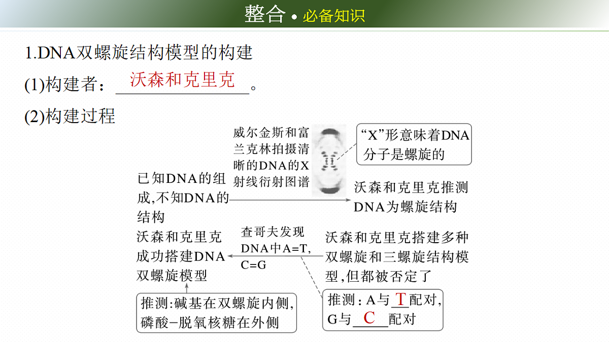 第六单元　第26课时　DNA的结构、复制和基因的本质第6页