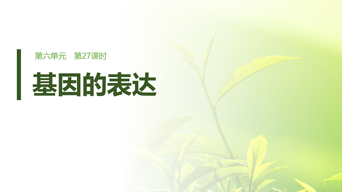 第六单元　第27课时　基因的表达第1页