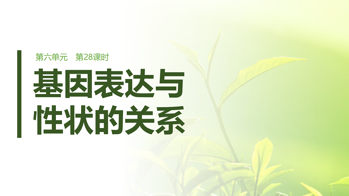 第六单元　第28课时　基因表达与性状的关系第1页