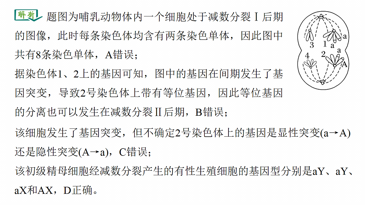 第七单元　专题突破10　减数分裂与可遗传变异的关系第6页