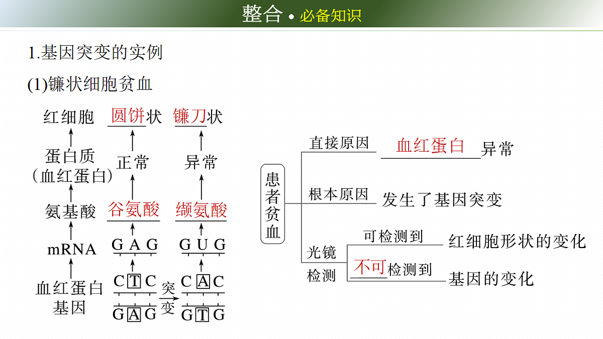 第七单元　第29课时　基因突变和基因重组第6页