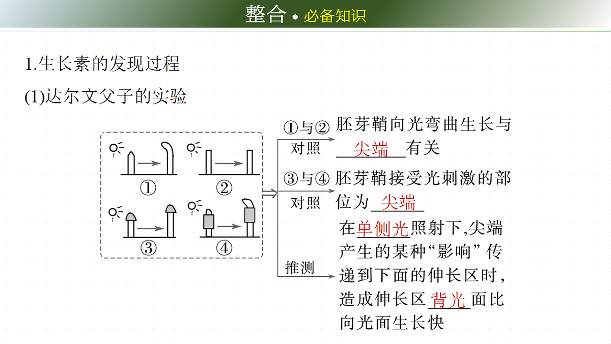 第八单元　第40课时　植物生长素和其他植物激素第6页