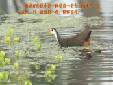 统编版八年级语文下册教学课件 12《诗经》二首