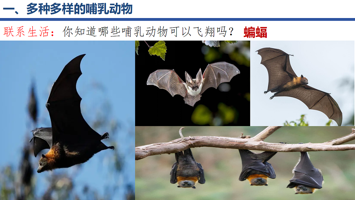 18295492第4页