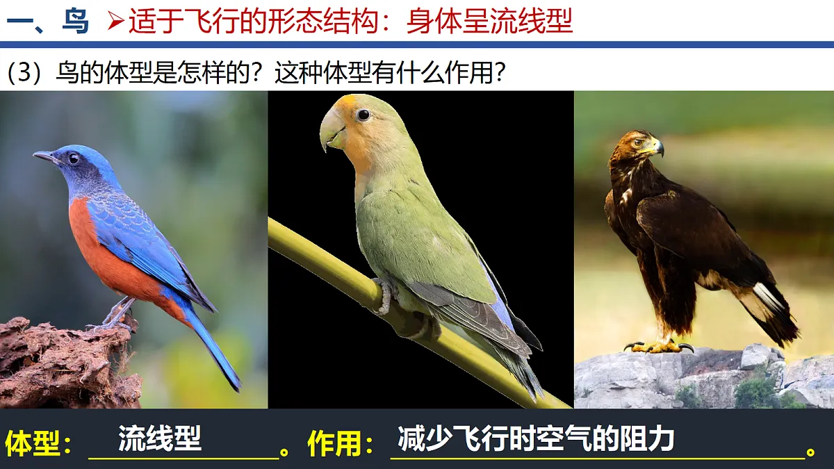 18295493第5页