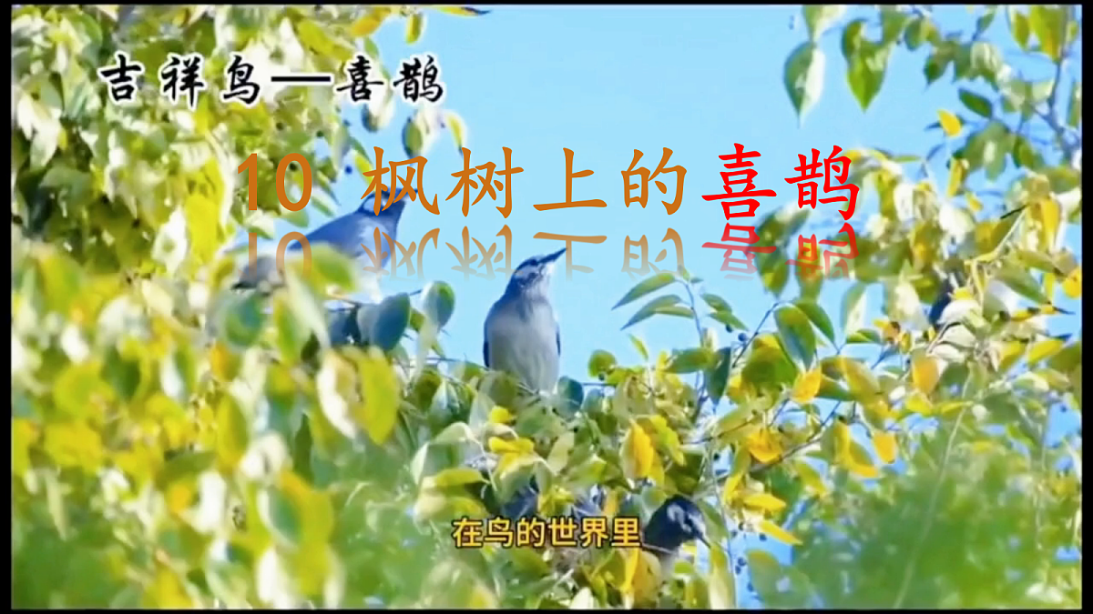 18303353第1页