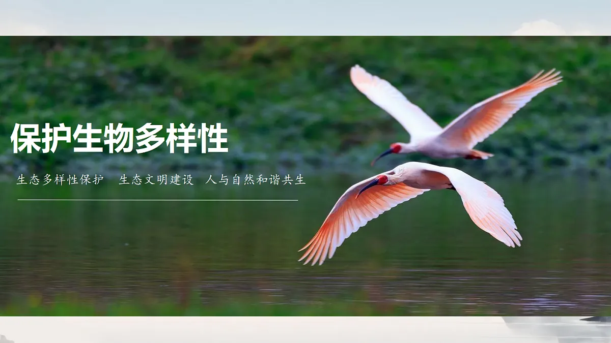 18305379第1页