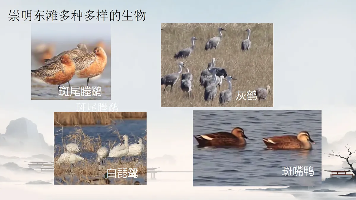 18305379第4页