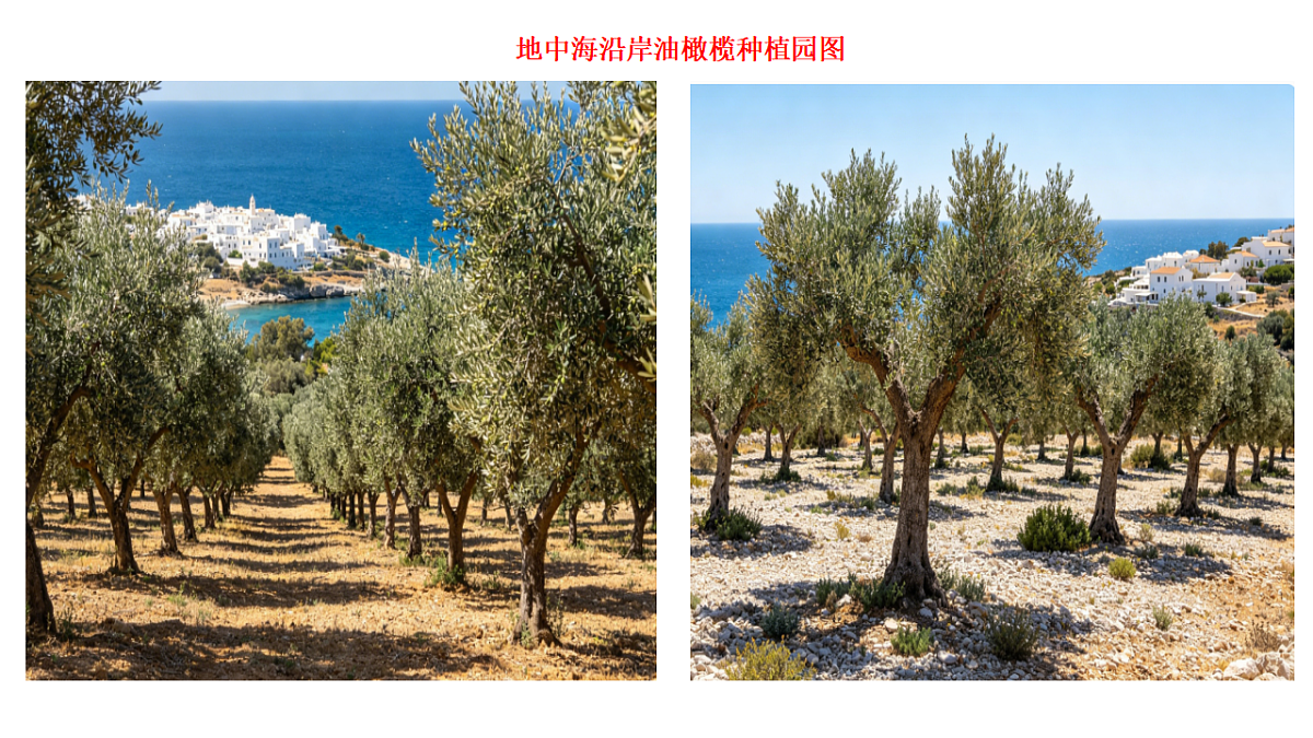 9.2《欧洲西部》第2课时种植业与地中海农业、繁荣的旅游业课件第3页