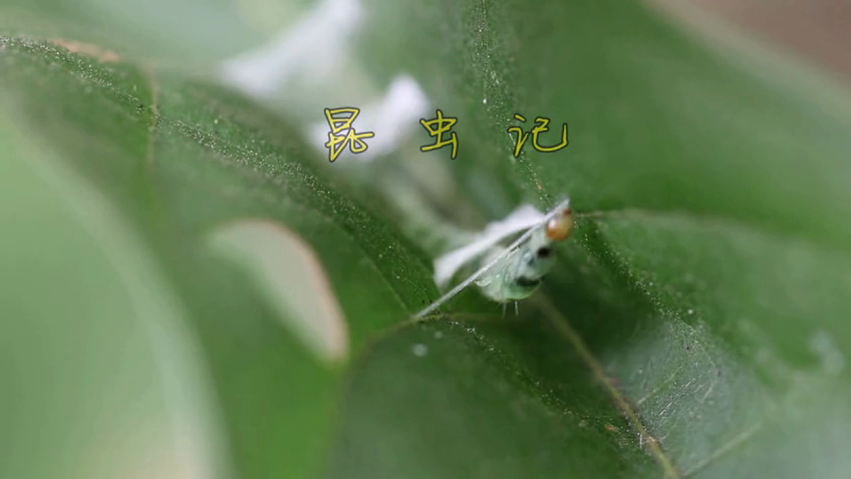 18337874第3页