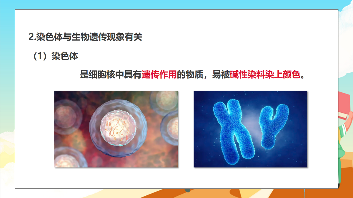 浙教版科学九下1.5 《遗传与进化》（教学课件）第8页
