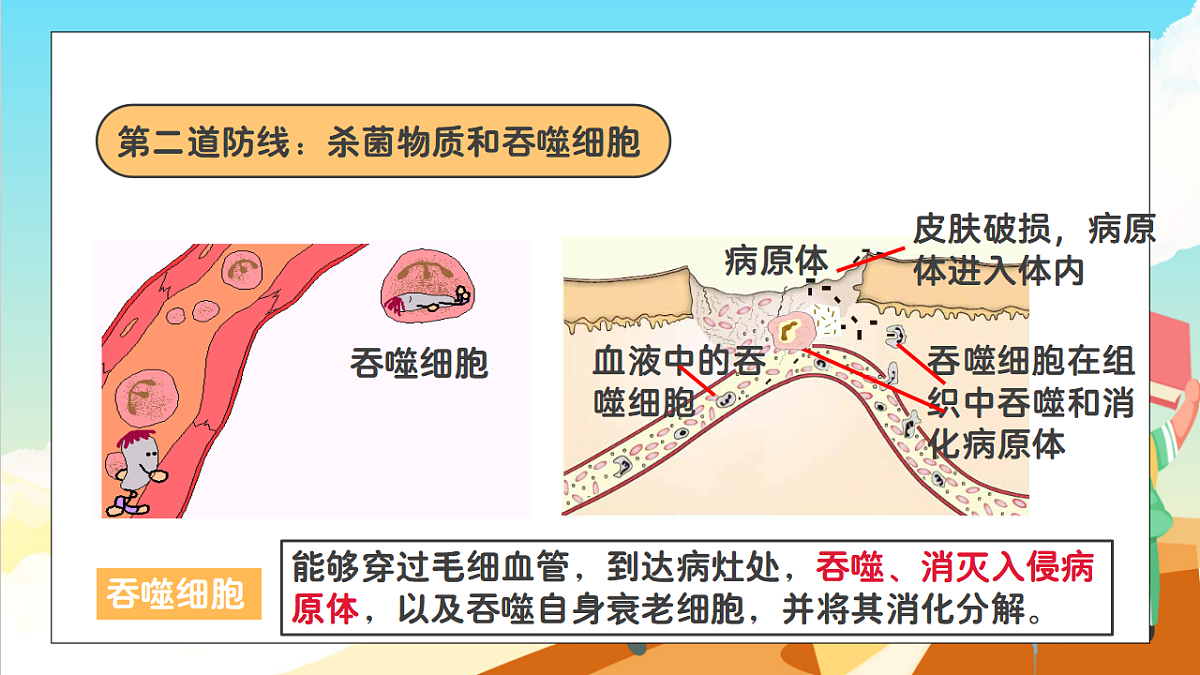 浙教版科学九下3.3 《身体的防卫》（教学课件）第8页