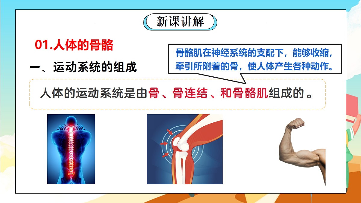浙教版科学九下3.5 《人的运动系统和保健》（教学课件）第4页