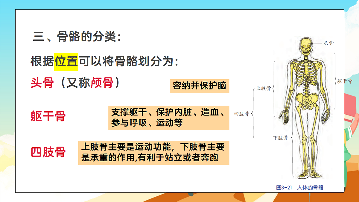 浙教版科学九下3.5 《人的运动系统和保健》（教学课件）第6页