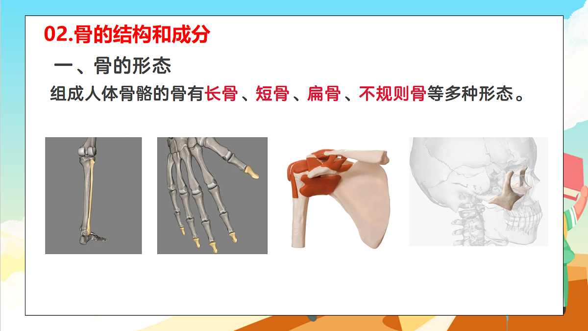 浙教版科学九下3.5 《人的运动系统和保健》（教学课件）第8页