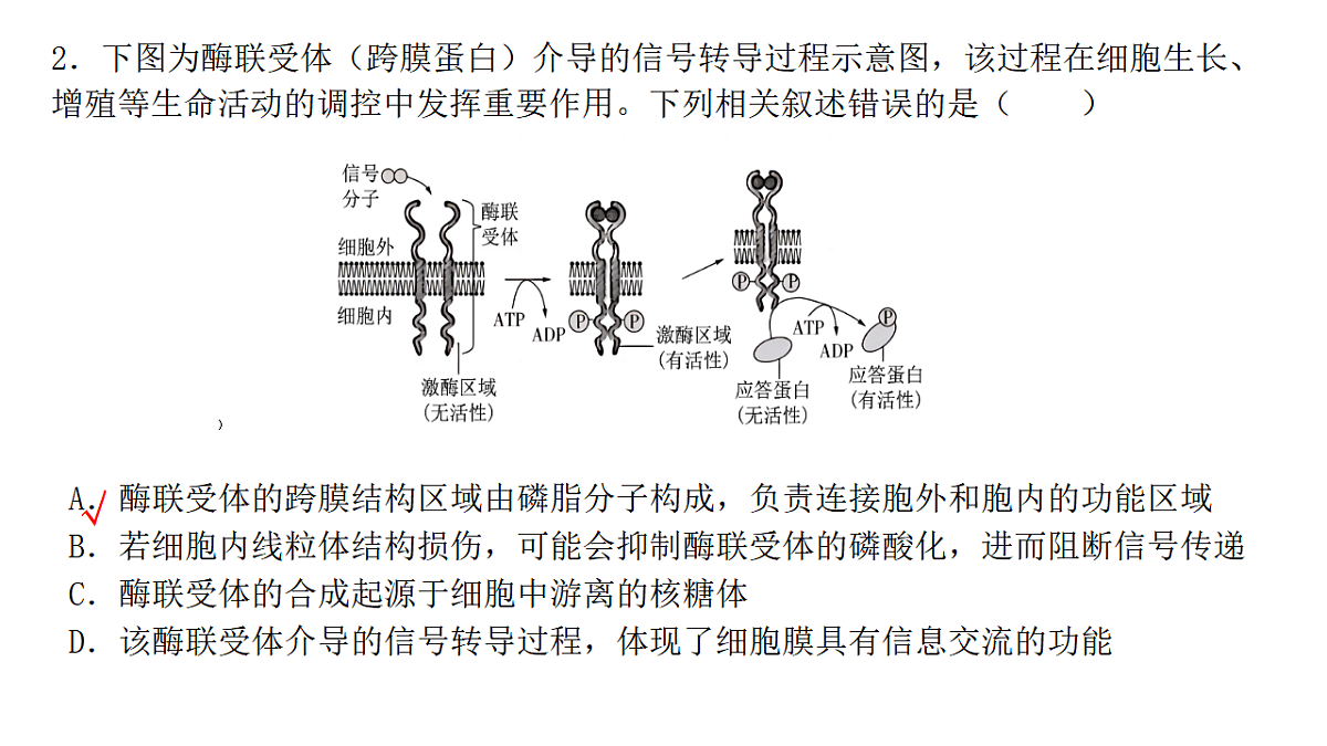 成都石室中学适应性考试(一)评讲PPT生物第4页