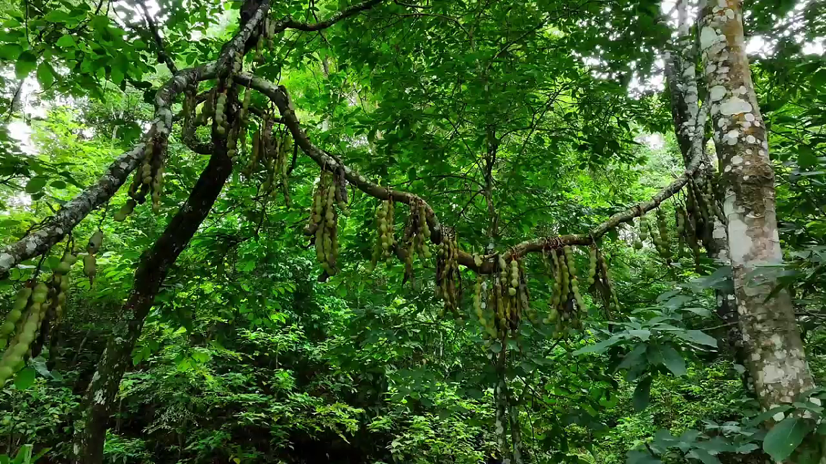 第十单元《探寻热带雨林的固碳功能》跨学科主题学习课件第2页