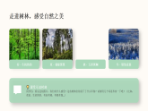 第二单元第一课《茂密的树林》教学课件-2025-2026学年广美版（新教材）小学美术三年级下册