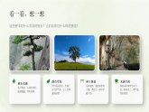 第二单元第二课《苍翠的树》教学课件-2025-2026学年广美版（新教材）小学美术三年级下册