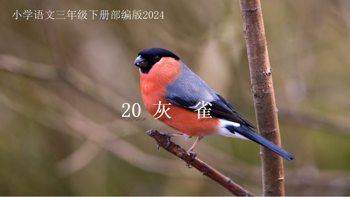 18390226第1页
